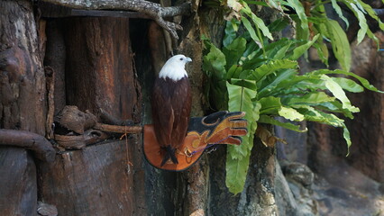 Portrait of Brahminy Kite (Haliastur indus) with blurred natural background in zoo in Indonesia.