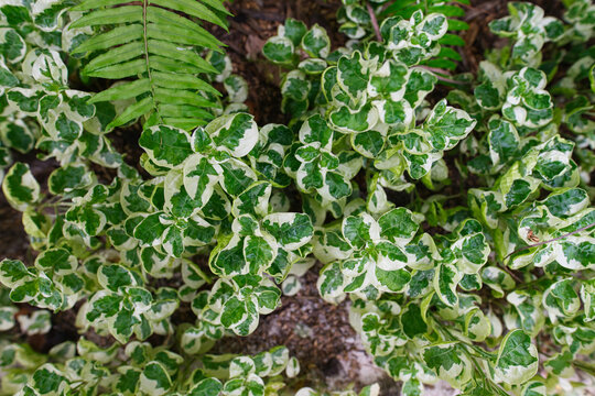 The Alternanthera ficoidea 'White Carpet' Brazilian Snow plant, growing on an island of Maldives 