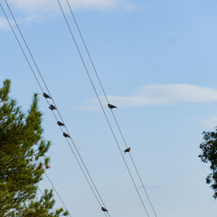 Light towers and high voltage cables