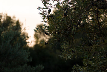 Plants, bushes and trees at sunset in autumn