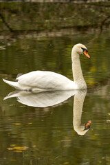 portrait d'un très joli cygne sauvage en miroir sur l'eau, un temps d'automne