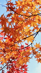 The leaves are changing colors