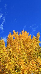 Fototapeta premium It is famous for its beautiful autumn colors.