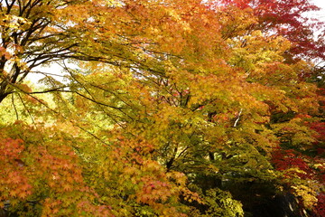 Fototapeta premium It is famous for its beautiful autumn colors.