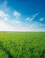 Obraz premium green field with blue sky