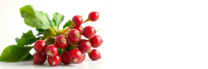 A vibrant still life featuring a cluster of crimson-red radishes with feathery green leaves against a stark white backdrop, kitchen decor inspiration, botanical illustration