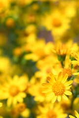 Margarita con flores de fondo