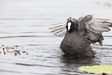 Eurasian coot (Fulica atra), also known as the common coot, or Australian coot, is a member of the...