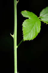 Detalle rama con hoja y espina