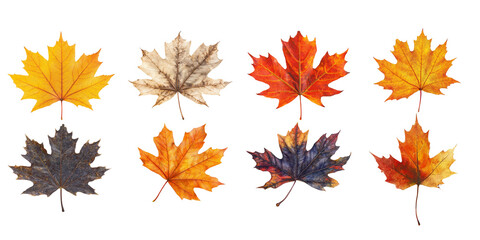 Set of autumn maple leaves isolated on white background.