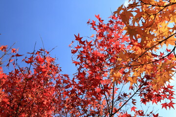 Autumn is my favourite season because of the beautiful red and yellow foliage.
