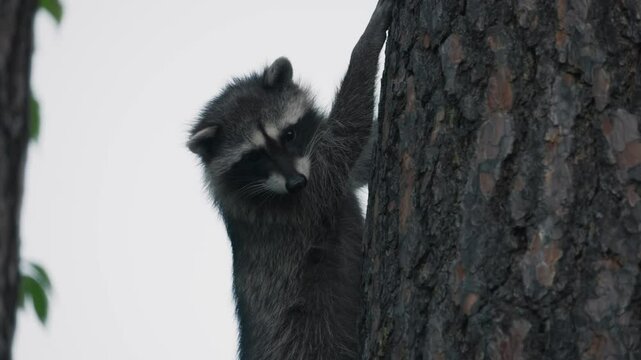 One raccoon nervously climbing backwards down a large tree