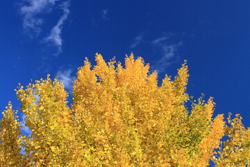 Fototapeta premium Autumn is my favourite season because of the beautiful red and yellow foliage. 