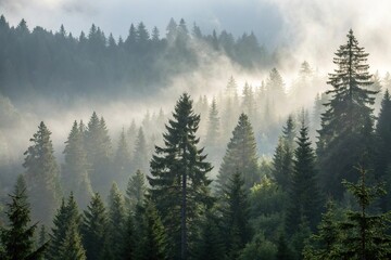 Dense fir forest swathed in a soft gray mist, with sunlight filtering through the canopy, woodsy, canopy, forest, sunlight, leaves