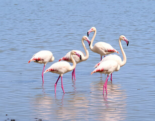 pink flamingo on the water