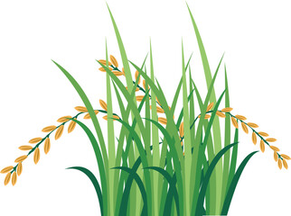 Fertile Rice Crop Farming