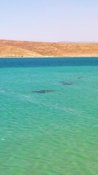 Vertical video of windsurfers - high quality aerial shot with drone of surfers windsurfing on Izmir beach in Aegean Sea Turkey Izmir
