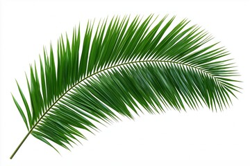 Obraz premium Set of tropical leaves isolated on white background. Tropical leaves exotic foliage.