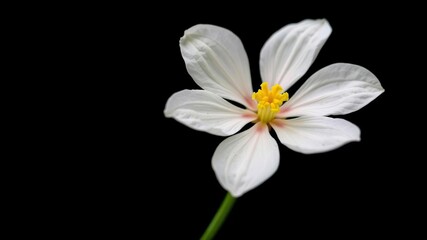 Obraz premium Single syngonium flower in full bloom with white petals and yellow center, isolated on a dark background, botanical, syngonium white butterfly