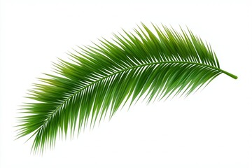 Obraz premium Set of tropical leaves isolated on white background. Tropical leaves exotic foliage.