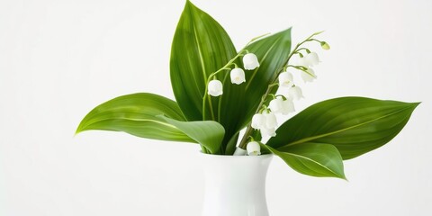 Fototapeta premium White Forest Lily of the Valley Leaves in a Vase on White Background, foliage, spring