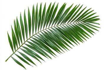 Obraz premium Set of tropical leaves isolated on white background. Tropical leaves exotic foliage.