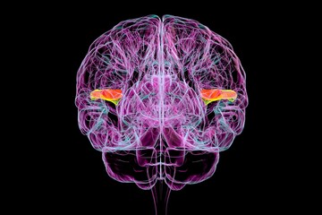 Human brain with highlighted transverse temporal gyri, 3D illustration