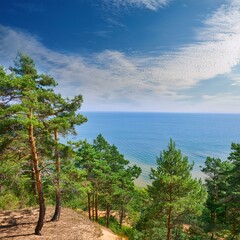 Obraz premium tree on the beach