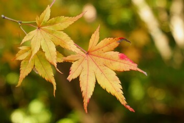 Autumn is my favourite season because of the beautiful red and yellow foliage.
