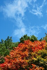 Naklejka premium Autumn is my favourite season because of the beautiful red and yellow foliage. 