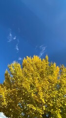 The trees leaves on the mountains were starting to change color.

