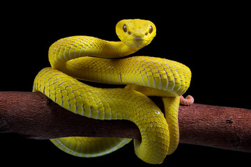The Yellow White-lipped Pit Viper (Trimeresurus insularis) closeup on branch with black background, Yellow White-lipped Pit Viper closeup