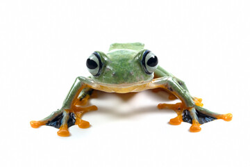 Tree frog isolated on white background, Gliding frog (Rhacophorus reinwardtii) sitting on white background, Javan tree frog closeup, Indonesian tree frog