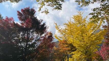 Fototapeta premium The trees leaves on the mountains were starting to change color. 
