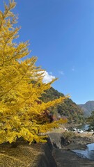 The trees leaves on the mountains were starting to change color.

