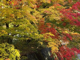 The trees leaves on the mountains were starting to change color