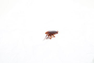 Side view of cockroach isolated on white background, copy space.