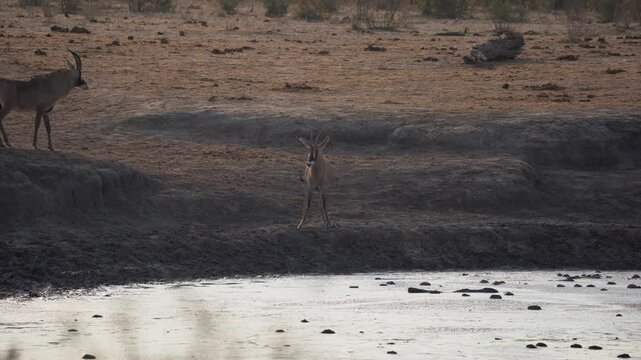 Roan antelope snorting out in the Khaudum National Park in Namibia, Africa.