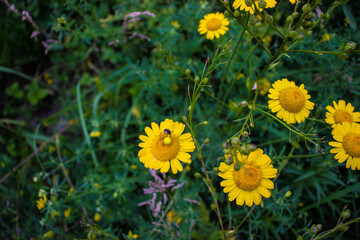 Beautiful flowers and plants grow in the mountains