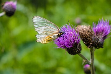beautiful butterflies