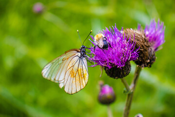 beautiful butterflies