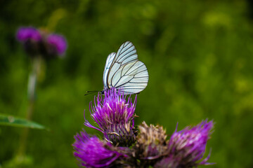 beautiful butterflies