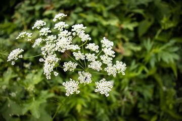 beautiful flowers bloom in the garden