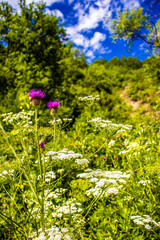 Beetle. Insect. Bumblebee.