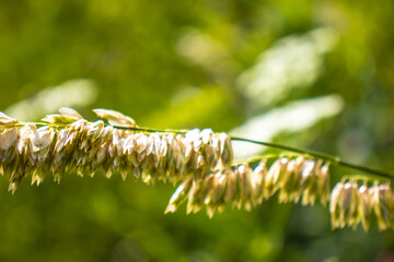 beautiful flowers bloom in the garden