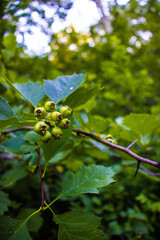 Plants in the mountains