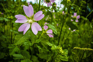 Flowers grow in the mountains
