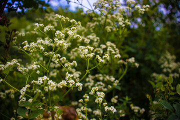 Plants in the mountains