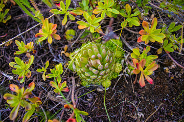 Plants in the mountains