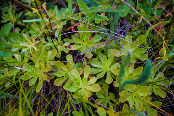 Plants in the mountains